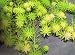 Parrots Feather Oxygenating floating pond plant 5 bits