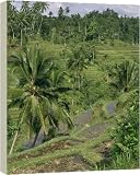 Landscape of palm trees and rice terraces on Bali - 20 Inch Canvas Print (51cm) by Robert Harding