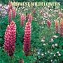 Midwest Wildflowers: 2003