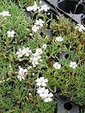 Eigenschaften Dachstauden  / Gypsophila repens weiß- Zwergschleierkraut, 6 Pflanzen