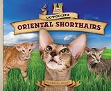 Outgoing Oriental Shorthairs (Super Sandcastle: Cat Craze)