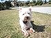 Bark Control Elite - Digital Dog Shock Collar - Small and Large Breed Digital Shock Training Collar - Designed and Engineered in USA 2016 Model