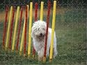 Prints of Dog training / Agility from Ardea