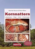 Kornnattern: Lebensweise, Pflege, Zucht, Erkrankungen