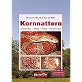 Kornnattern: Lebensweise, Pflege, Zucht, Erkrankungen