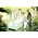 Thumbnail image of Florence + The Machine