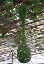 Japanese Long Siphon Gourd 10 Seeds