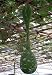 Japanese Long Siphon Gourd 10 Seeds - Huge!