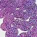 Round Flat Sequin 30mm Orchid Light Purple Hologram Glitter Sparkle. Couture Paillettes. Made in USA