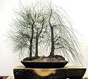 Tropical Oak Casuarina 20 Seeds