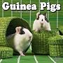 2009 Guinea Pigs Wall Calendar