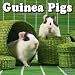 Books : 2009 Guinea Pigs Wall Calendar
