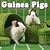 2009 Guinea Pigs Wall Calendar