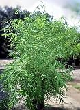 PutingPole Bamboo -Bamboo pervariabilis- Outside-Bonsai
