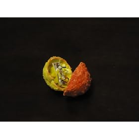 PetQwerks Talking Babble Ball Dog Toy