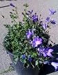 Campanula 'Birch Hybrid' Bell Flower One Gallon