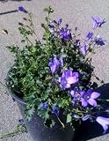 Campanula 'Birch Hybrid' Bell Flower One Gallon