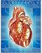 Photographic Print of Heart from Science Photo Library