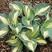 Hosta Dream Queen