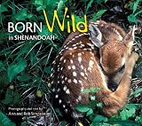 Born Wild in Shenandoah