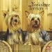 yorkshire_terrier23yorkshire terrier - Yorkshire Terriers 2010 Wall