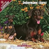 Eigenschaften Avonside Publishing Ltd.  / Kalender 2009 Dobermann (Euro)