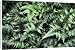 Canvas Prints of Japanese painted fern from Science Photo Library