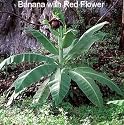 Thailand Rock Banana 5 Seeds - Ensete superbum - RARE
