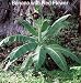 Thailand Rock Banana 5 Seeds - Ensete superbum - RARE