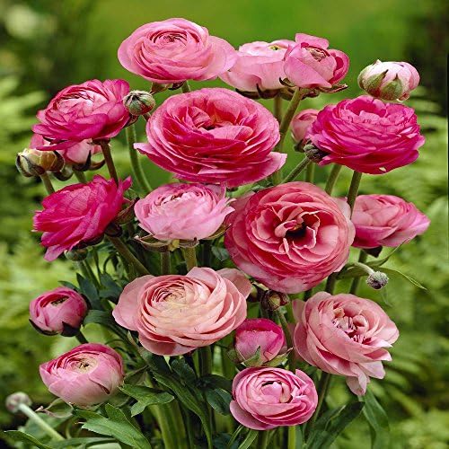 Ranunculus asiaticus Pink - 20 flower bulbs