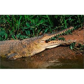 photographie Freshwater Crocodile ( Crocodylus Jonstoni ) - Lake Argyl, Western Australia est dis...
