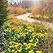2016 English Country Gardens Wall Calendar