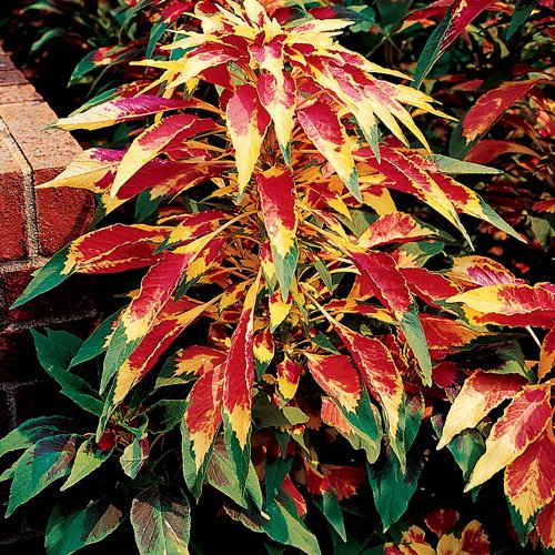 150 TRICOLOR AMARANTHUS PERFECTA (Summer Poinsettia/Joseph's Coat) Flower Seeds 150 TRICOLOR AMARANTHUS PERFECTA (Summer Poinsettia/Joseph's Coat) Flower Seeds