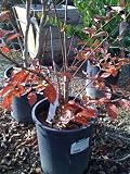 Muskogee Crape Myrtle Five Gallon Plant