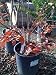 Muskogee Crape Myrtle Five Gallon Plant