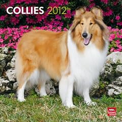 Collies 2012