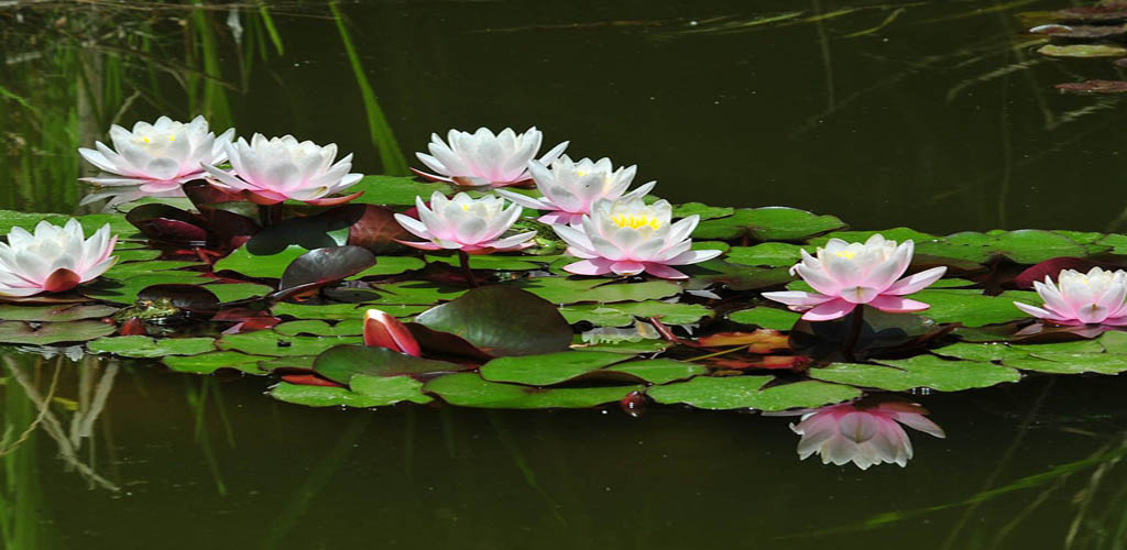Water Lilies Lotus Flower Live Wallpaper Amazon.co.uk Appstore for
