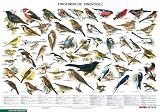 Einheimische Singvoegel: Schreiber Naturtafeln, Einheimische Singvoegel