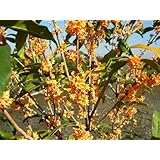 ���i�̏ڍ�