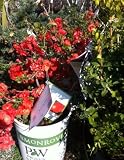 "Double Take" Orange Storm Flowering Quince, Two Gallon Container by Monrovia Growers