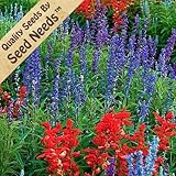 61Py4aQiaML. SL160  150 Seeds, Sage Glory Mixture (Salvia coccinea & farinacea) Seeds By Seed Needs