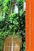 Gardening Vertically: 24 Ideas for Creating Your Own Green Walls