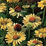 エキナセア（バレンギク）：アロハ3.5号ポット 3株セット[シングル咲き][草丈70～100cm]