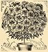1896 Print Azalea Indica Flowers Art J. L. Childs - Original Halftone Print