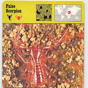rencontre scorpion