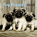 Pug Puppies 2010 Mini Wall