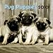 pug11 - Pug Puppies 2010 Mini Wall