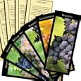 Vinifera: The World's Great Wine Grapes And Their Stories