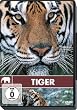 Safari - Tiger