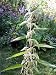 Stinging Nettle Plant 50 Seeds - Herbal Tea or Deterent